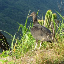 Vultures on the summit of Pedra da Tartaruga (rock of turtle)